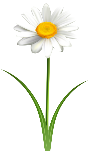 Camomile Ромашка