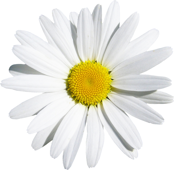 Camomile Ромашка