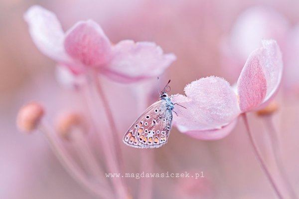 Нежность природа