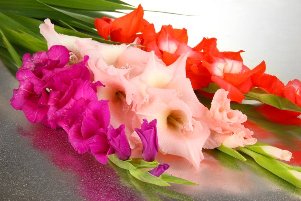 Гладиолус (Gladiolus) срезка
