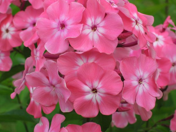 Флокс Сесиль Ханбери