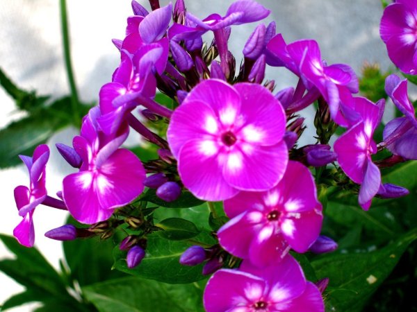 Флокс Барси