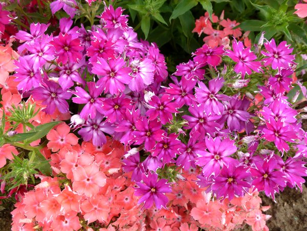 Флокс Сесиль Ханбери