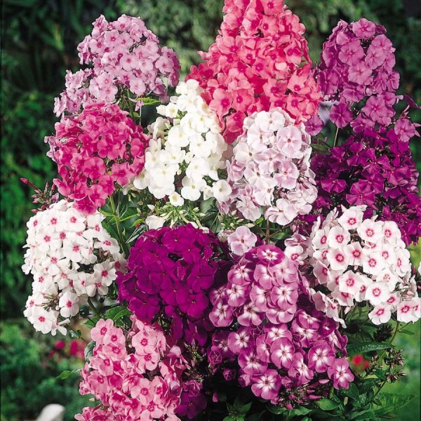 Флоксы многолетники
