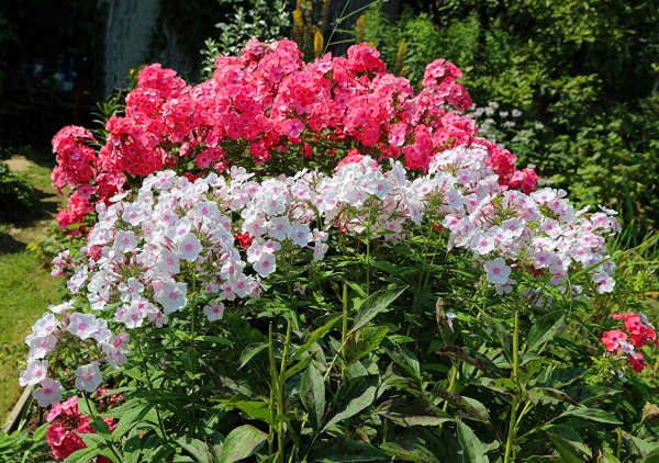 Флокс красный