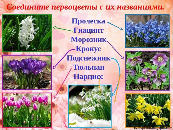 Название первых весенних цветов