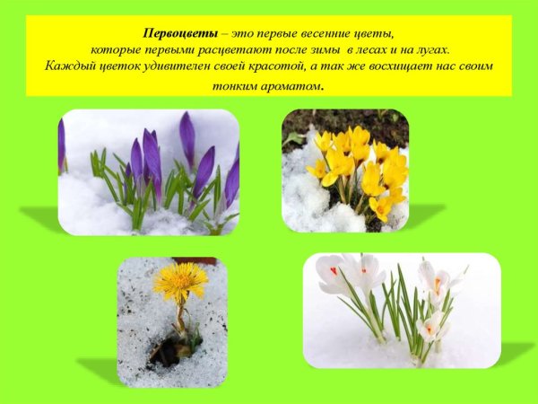 Первоцветы для дошкольников