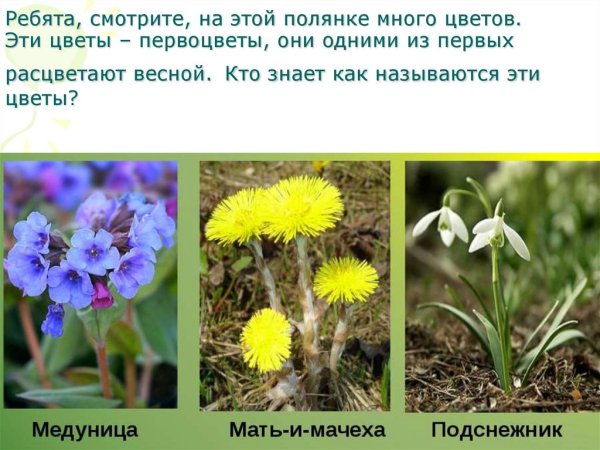 (Первоцветы: Медуница, мать-и-мачеха, Подснежник)