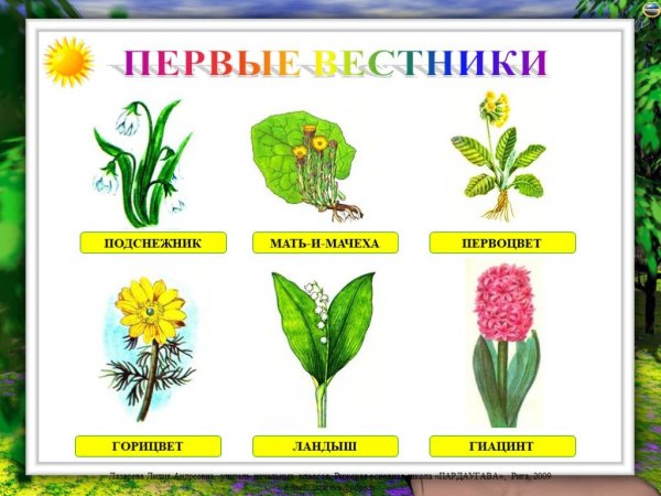 Весенние цветы с названиями для детей