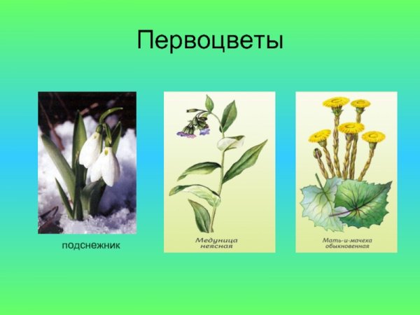 Первоцветы с названиями для детей