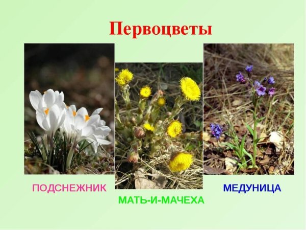 Медуница, мать-и-мачеха, Подснежник