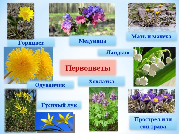 Весенние цветы с названиями для детей