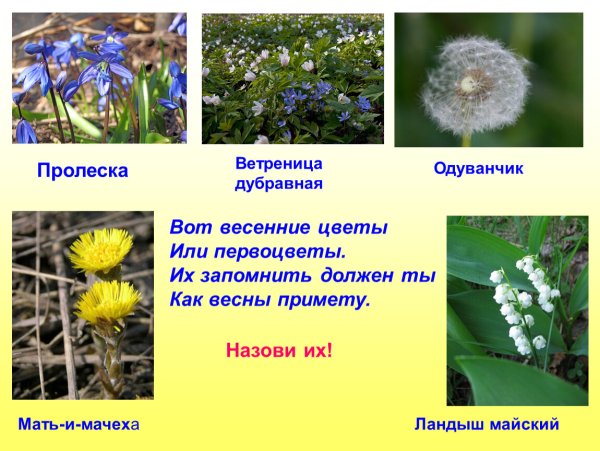 Название первых весенних цветов