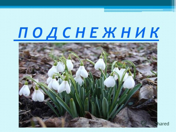 Первоцветы с названиями для детей