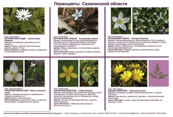 Рисунки первоцветы таблица с названиями и описанием