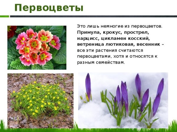Первоцветы Крокус прострел