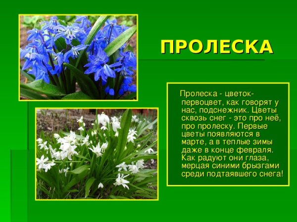 Пролески краткое описание