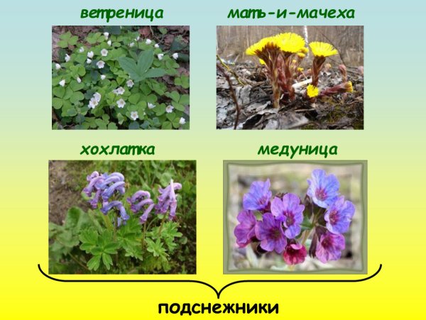 Хохлатка ветреница лютичная Медуница