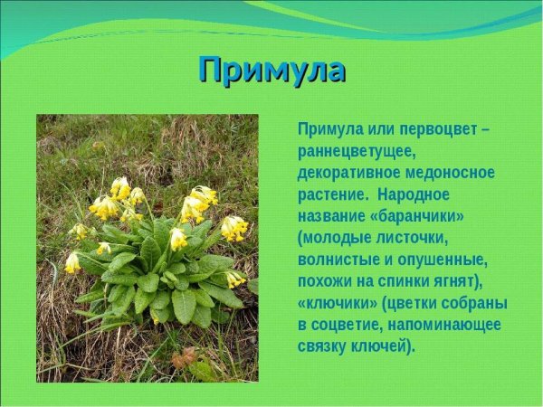 Весенние раннецветущие растения