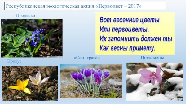Экологическая акция первоцвет