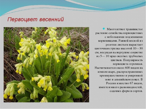 Первоцвет весенний семейство Первоцветные