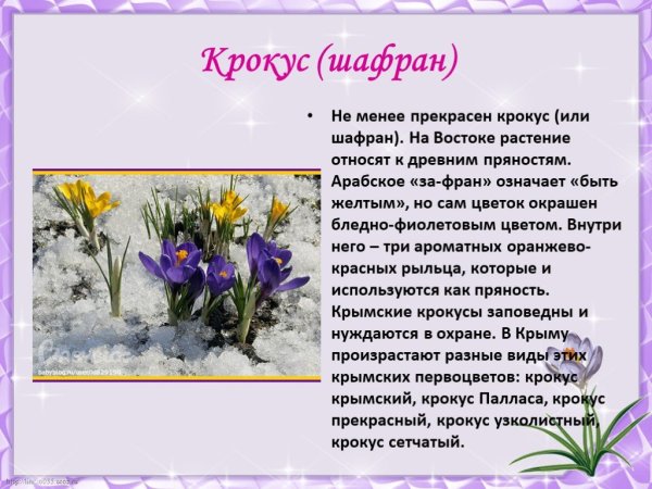 Крымские первоцветы с описанием
