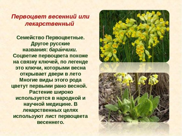 Первоцвет весенний лекарственный (примула) латынь