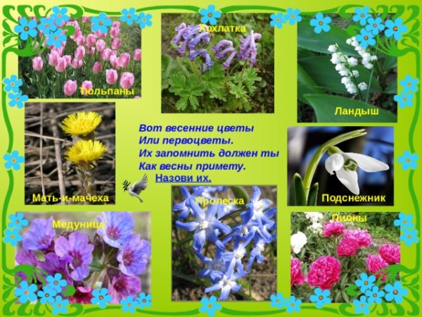 Первоцветы для дошкольников