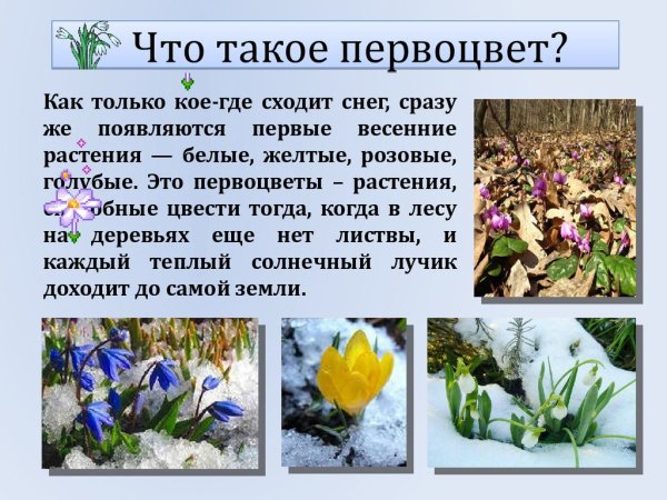 Растения которые появляются весной