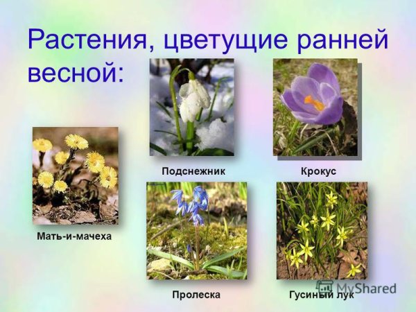 Первоцветы карточки