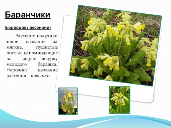 Весенние цветы с названиями для детей