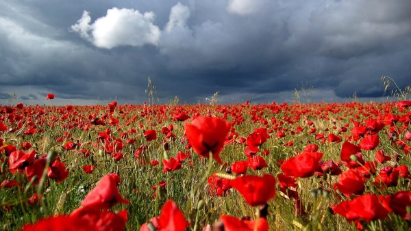 Remembrance Day Маковое поле