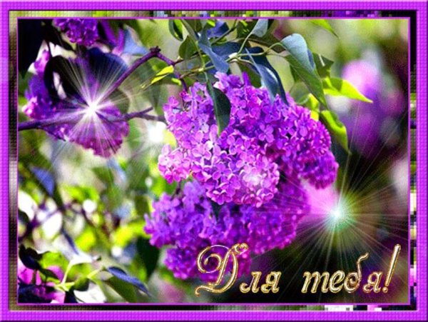 Сирень с пожеланиями