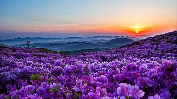 Фиолетовая природа