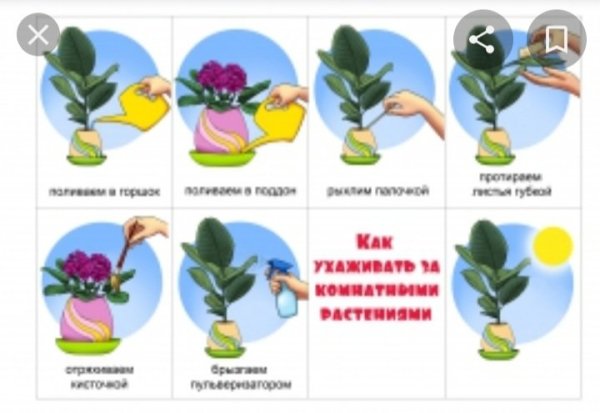Алгоритм полива комнатных растений в детском саду