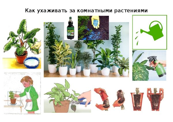 Алгоритм ухода за растениями