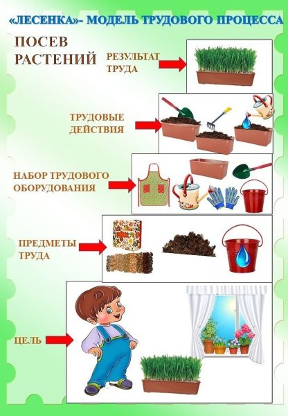 Алгоритм ухода за комнатными цветами для детей