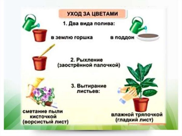 Строение комнатного растения
