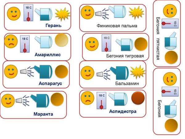 Аспидистра паспорт растения для детского сада