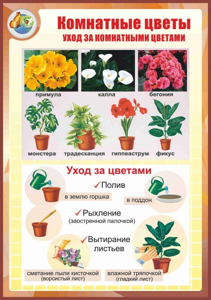 Комнатные растения дошкольникам плакат