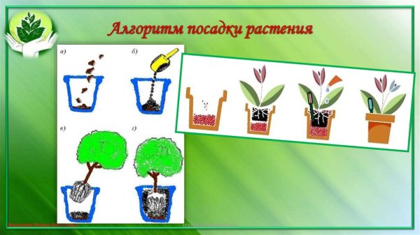 Алгоритм посадки цветов для детей