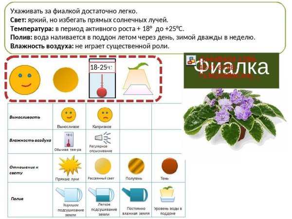 Узамбарская фиалка паспорт растения для детского сада