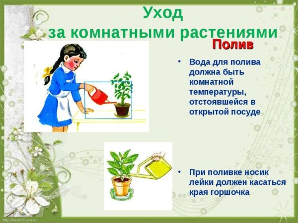 Как ухаживать за комнатными растениями