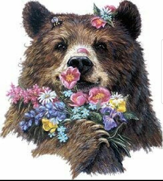 Тедди Беар цветы