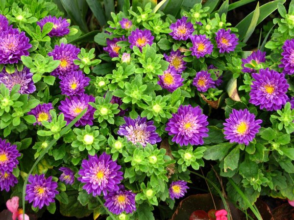 Dianthus chinensis гвоздика китайская