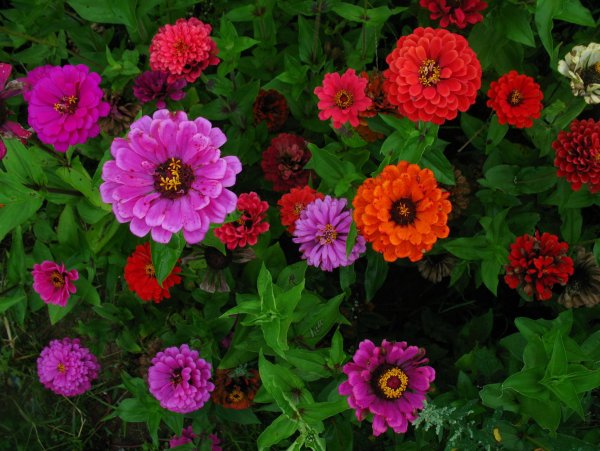 Астра кустарниковая Aster dumosus