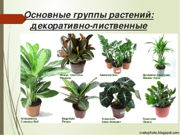 Название декоративных цветов
