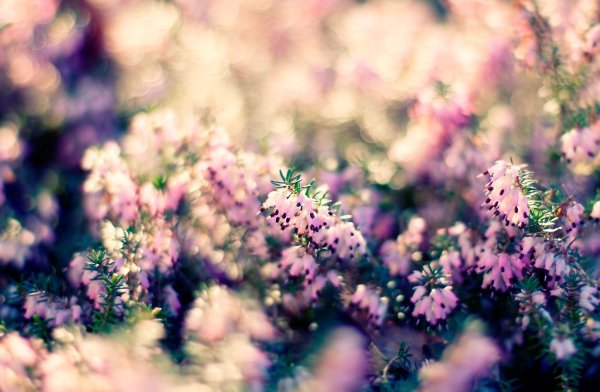 Фон природа
