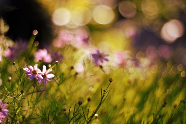 Природа цветы