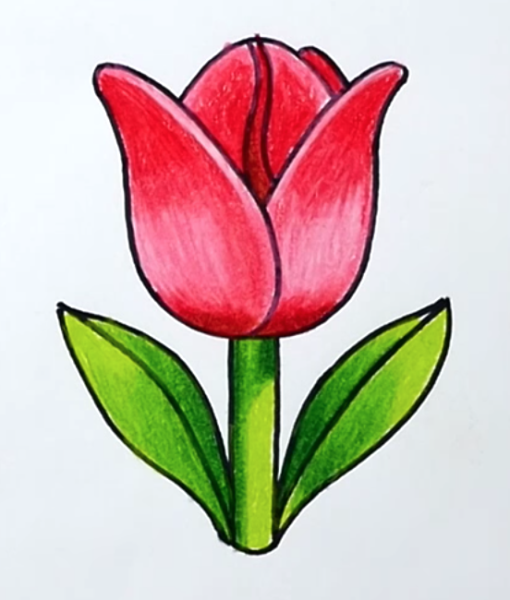 Тюльпаны рисунок